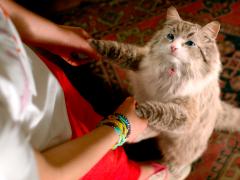 Фильмы комедии про волшебство